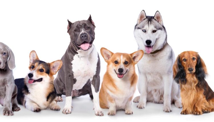 How to Take Care of Your Dog