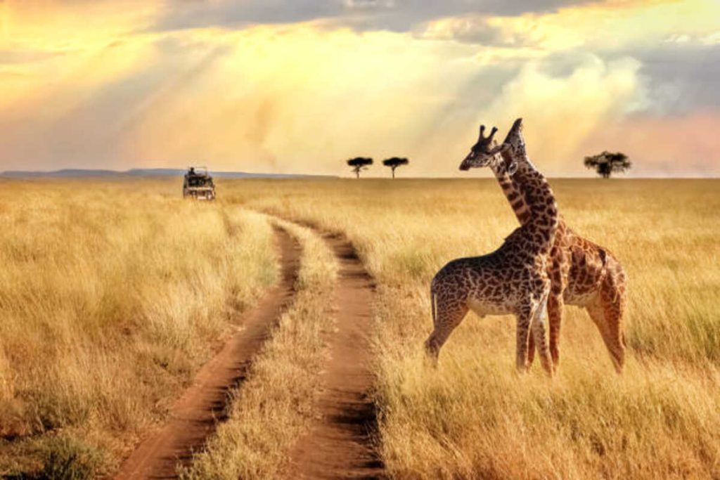 Learn about human evolution in Kenya