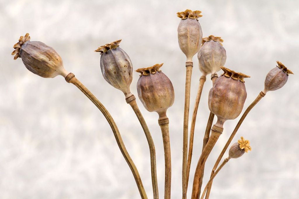 Dry poppy pods