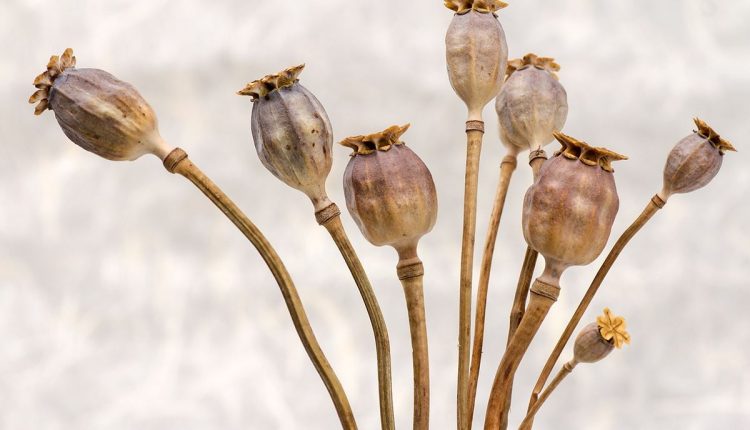 Dry poppy pods