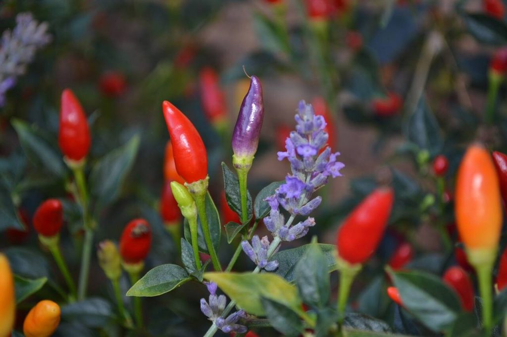 Companion Plants
