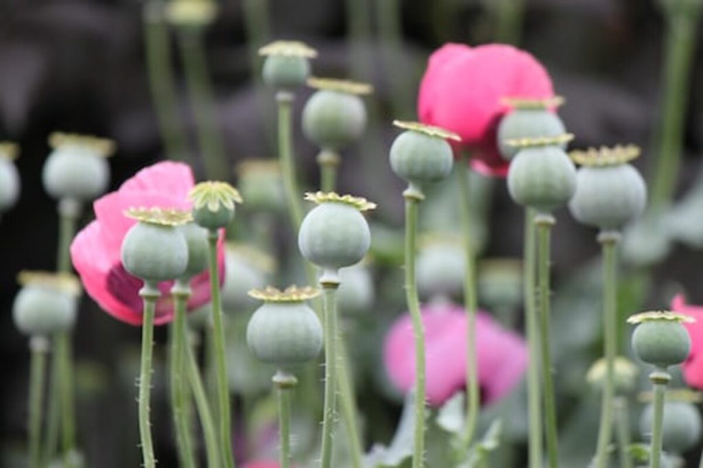 dried poppy pods ( unwashed)