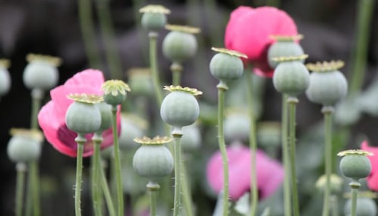 dried poppy pods ( unwashed)