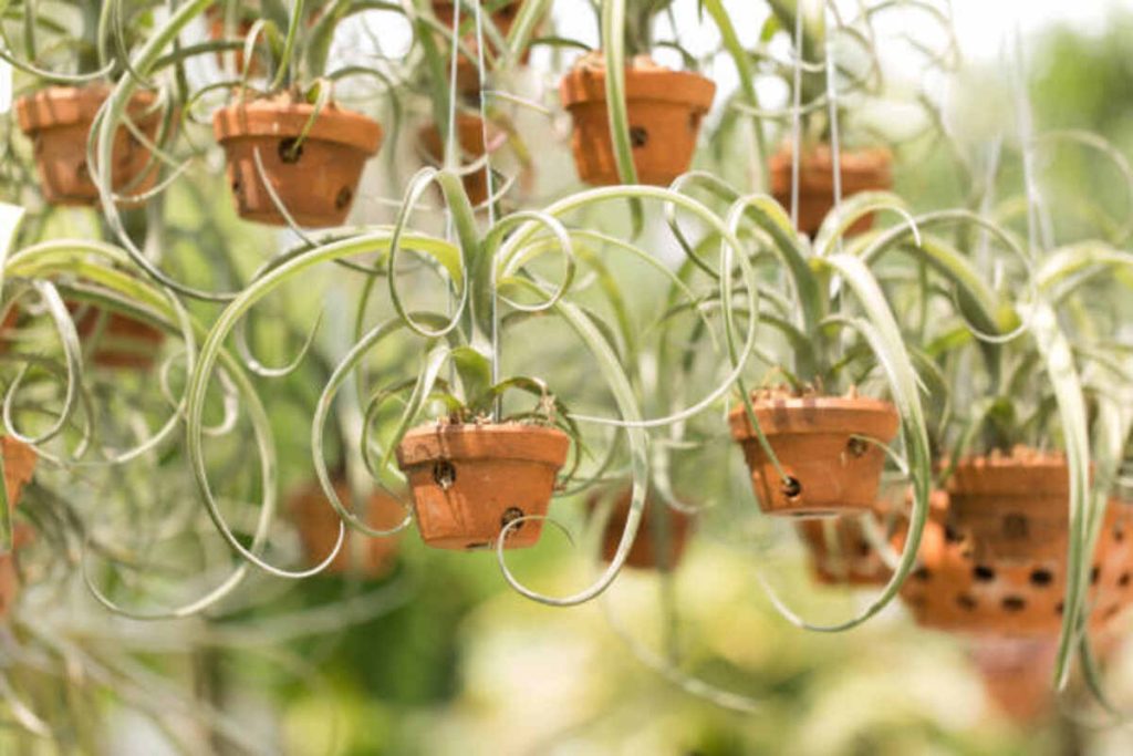 Vermillionaire Plant
