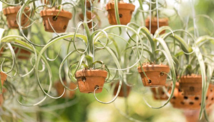 Vermillionaire Plant