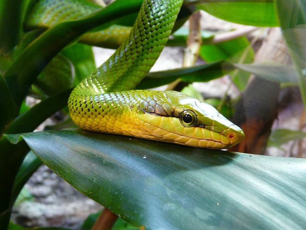 Snake Plant