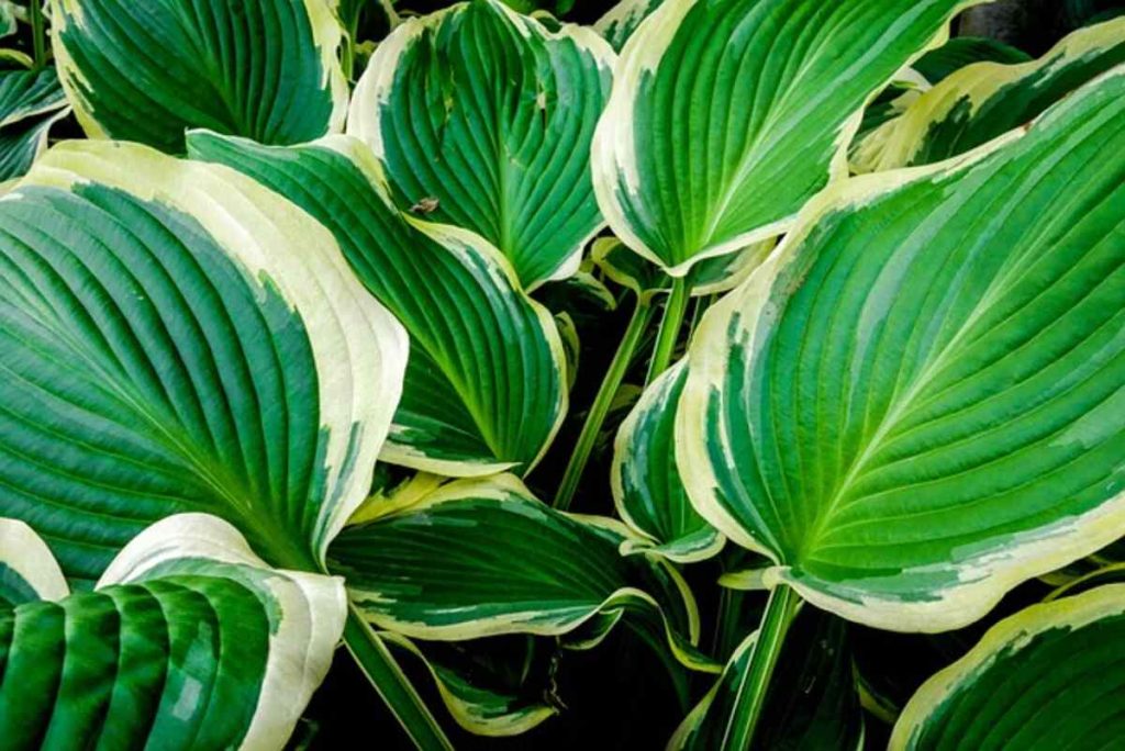 Variegated Plants
