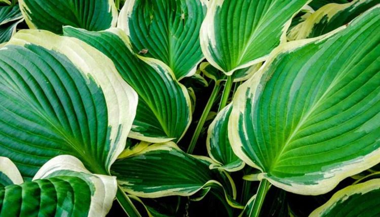 Variegated Plants