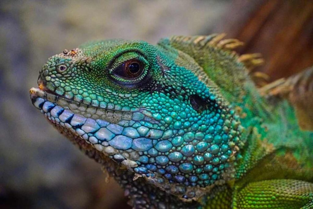 red eyed crocodile skink for sale