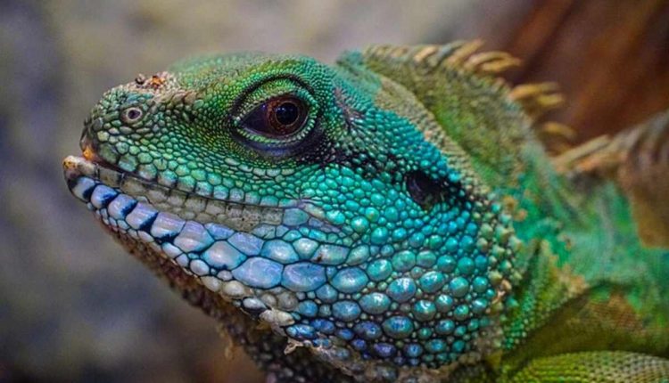 red eyed crocodile skink for sale