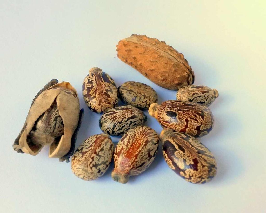 castor oil packs