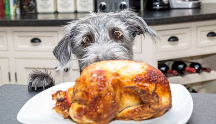 Turkey Dog Food - Why It's Good For Your Dog