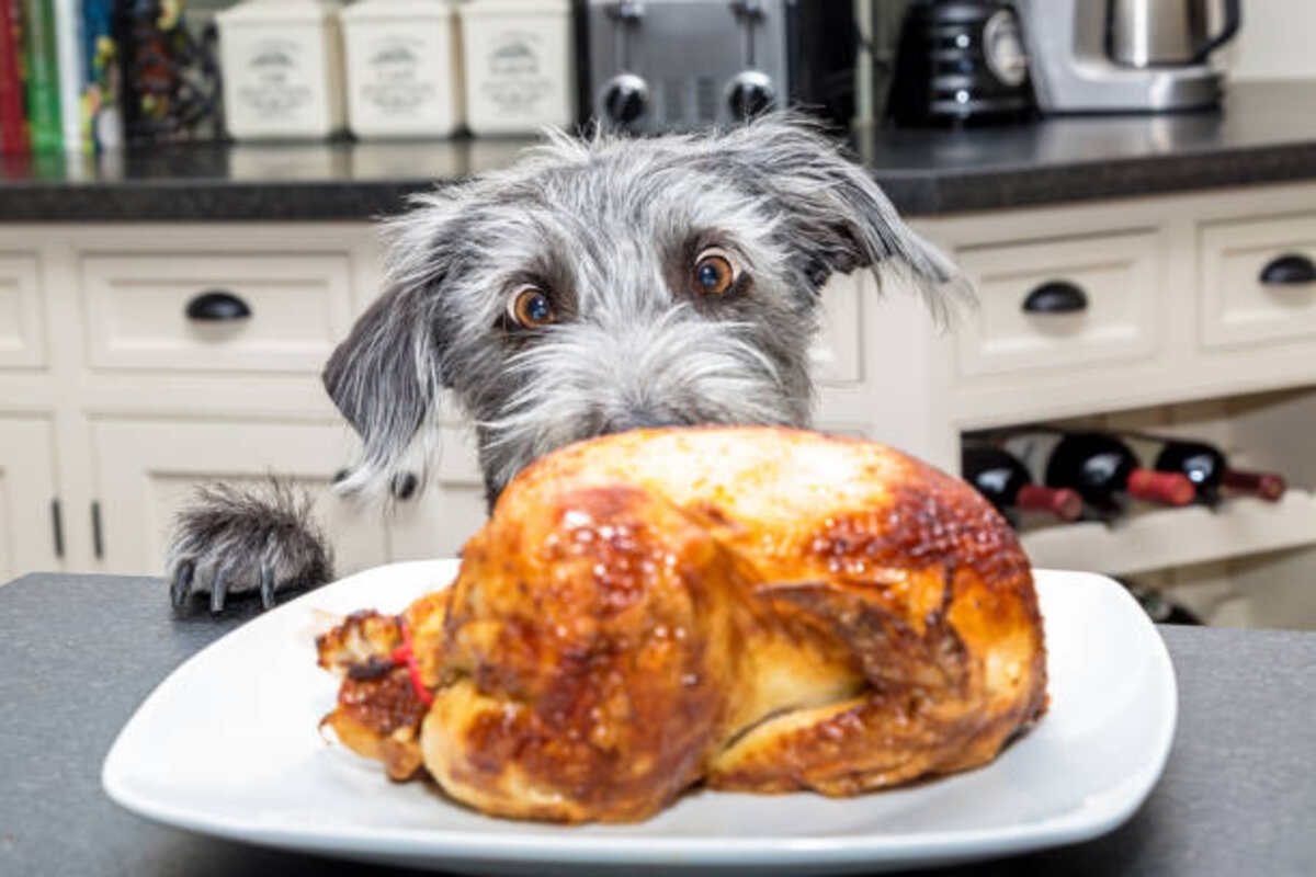 Turkey Dog Food - Why It's Good For Your Dog