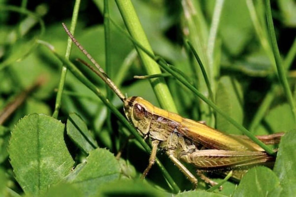 goliath stick bug