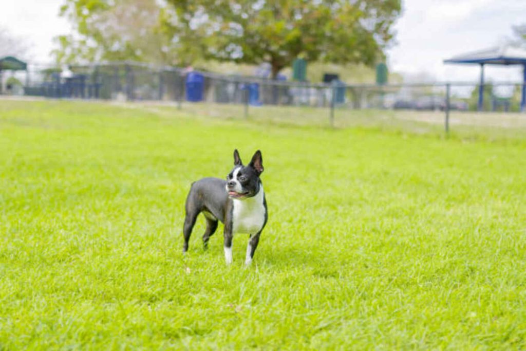 Orlando Craigslist Pets - Events