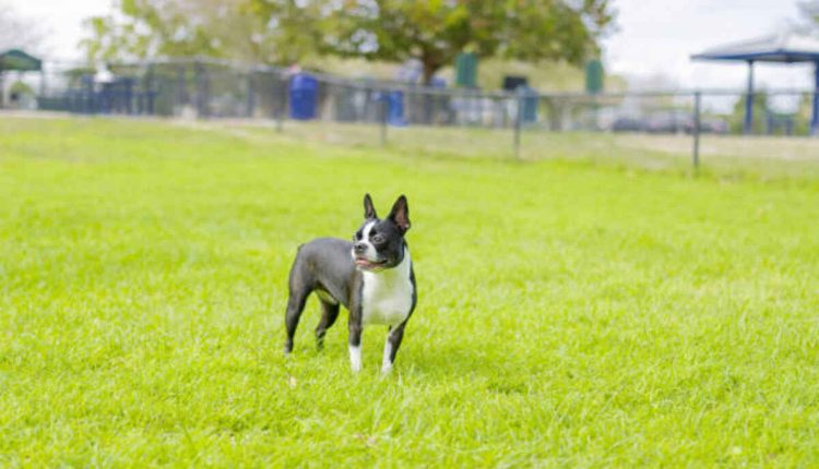Orlando Craigslist Pets - Events