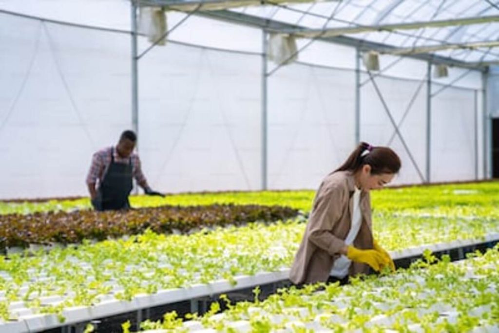 hydroponic pump
