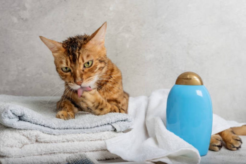 Pet Odor Eliminator Candle