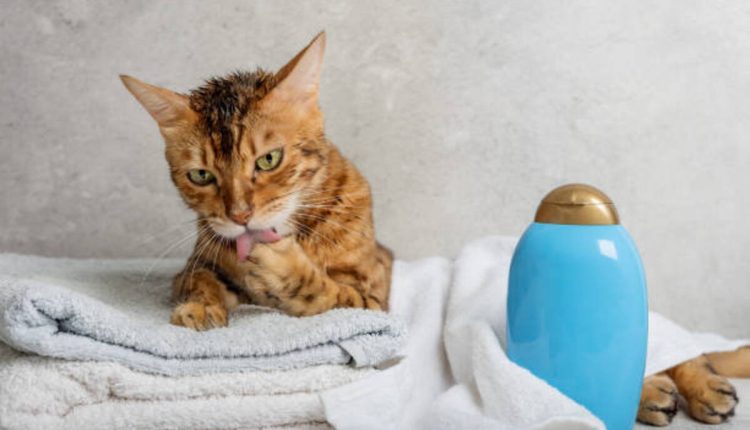 Pet Odor Eliminator Candle