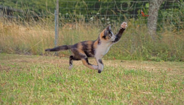 Pro Sport Coon Hunting