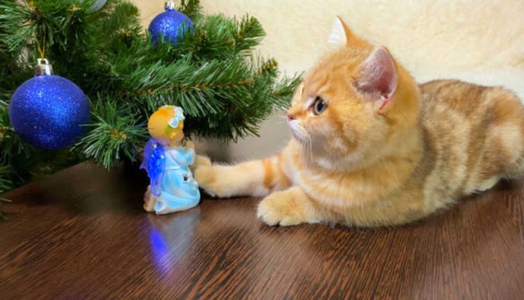 Wonder Pets Myvi.xyz Season