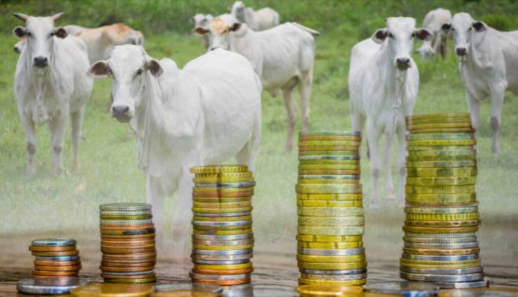 Bakari Palan Loan - Boosting the Goat Husbandry Industry