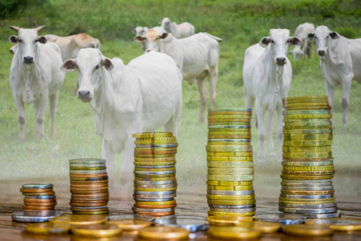 Bakari Palan Loan - Boosting the Goat Husbandry Industry