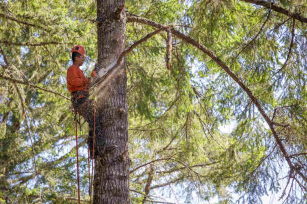 Tree Trimming