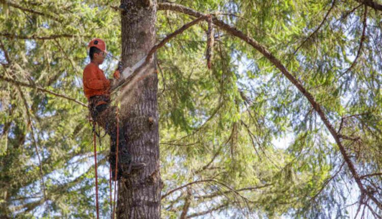 Tree Trimming