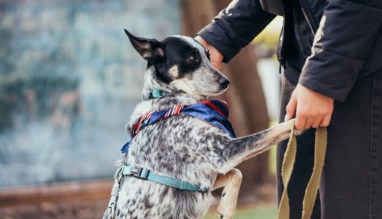 luxury dog harness and leash