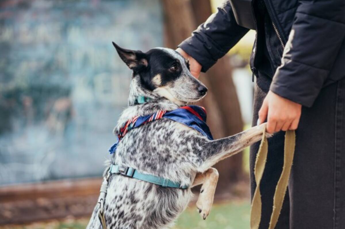 luxury dog harness and leash