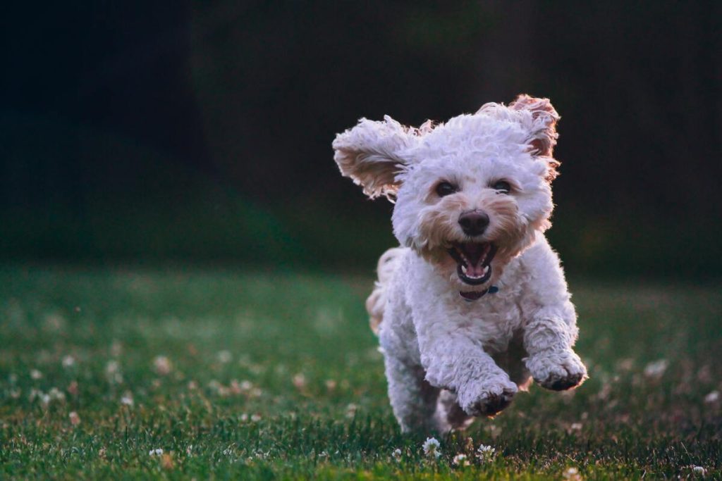 designer harness for small dogs