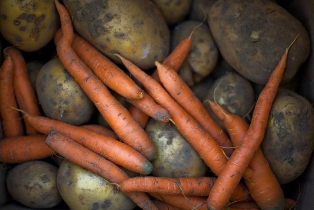 how to plant seed potatoes