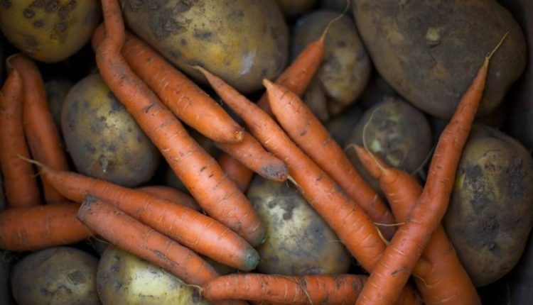 how to plant seed potatoes