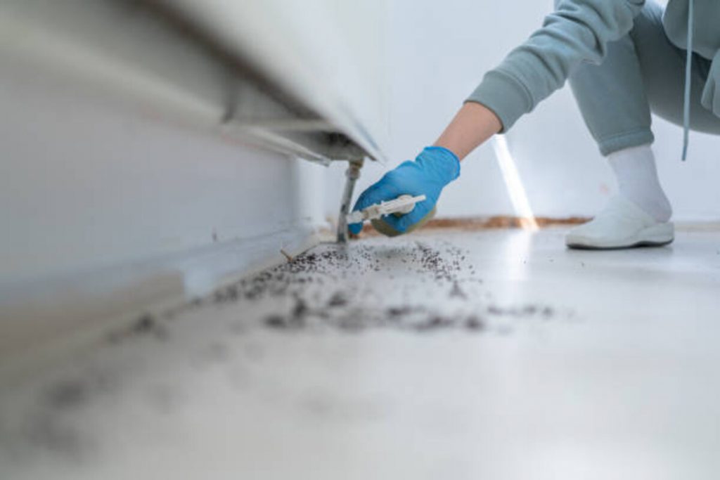 Whittier Pest Control