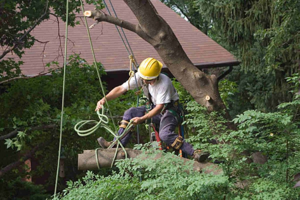 san jose tree service