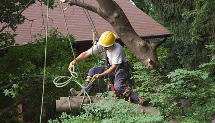 san jose tree service