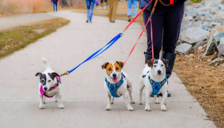 designer dog harnesses