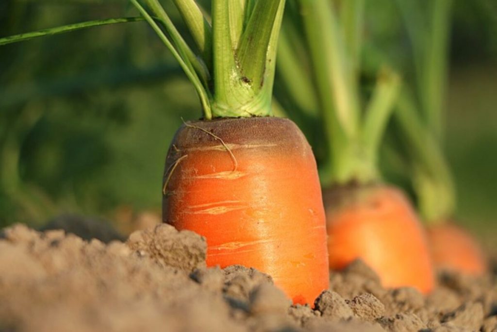 carrot 1565597 640