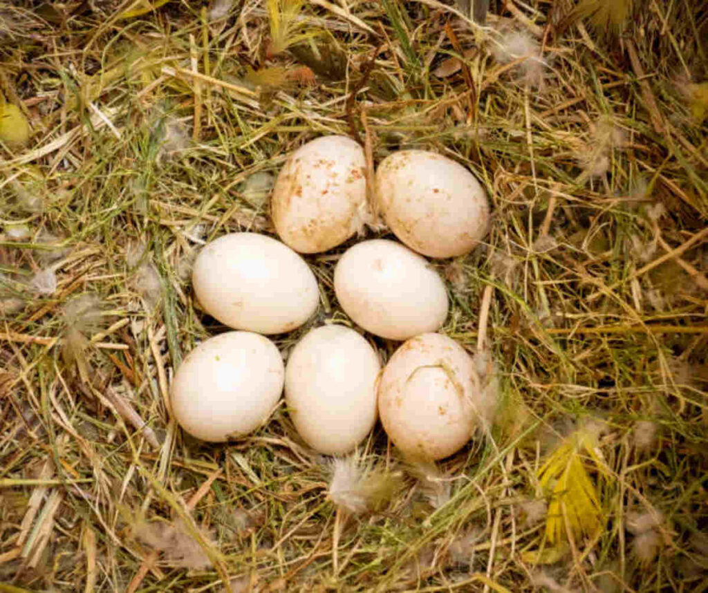Guide to Buying Fertile Parrot Eggs