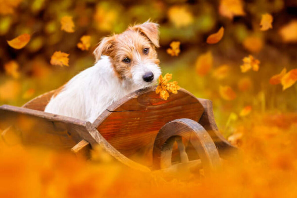 Get Leash vs . Traditional Canine Leashes