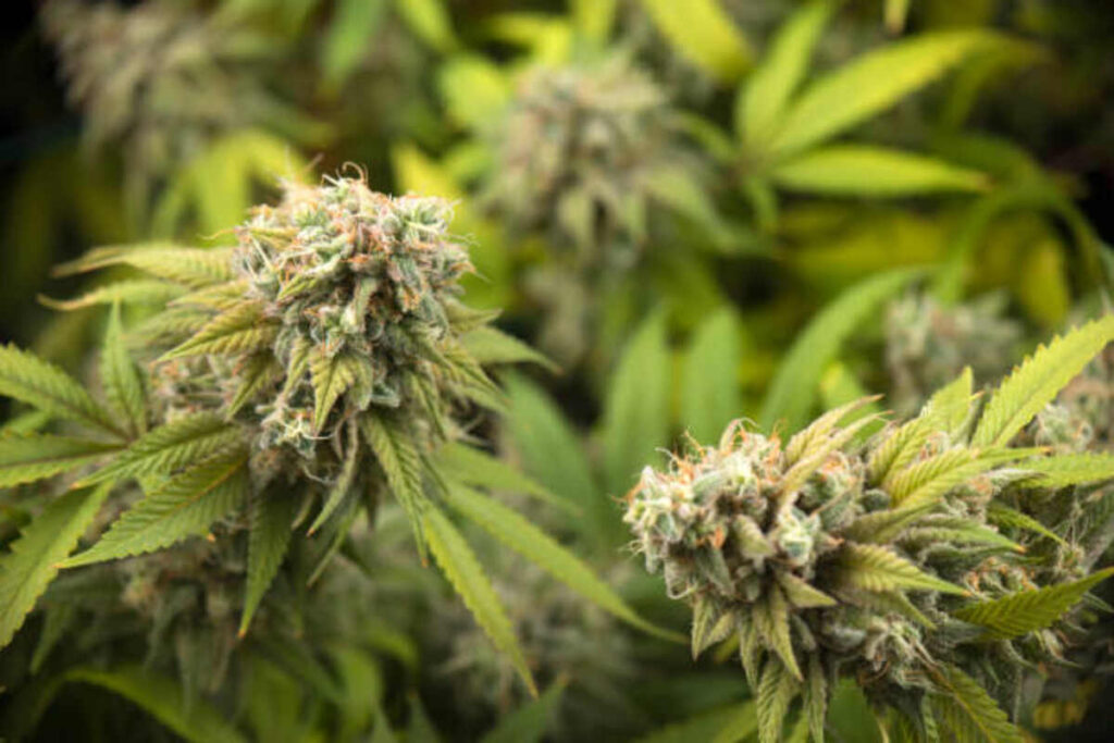 THCA Flower Pounds 3