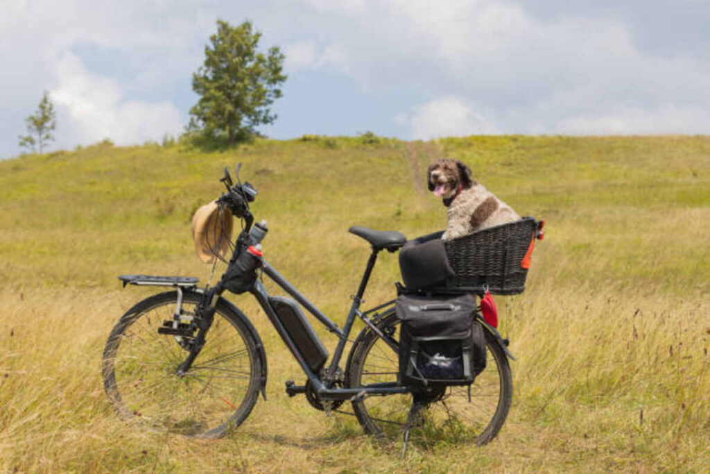 Sur Ron Bike The Ultimate Electric Off Road Experience