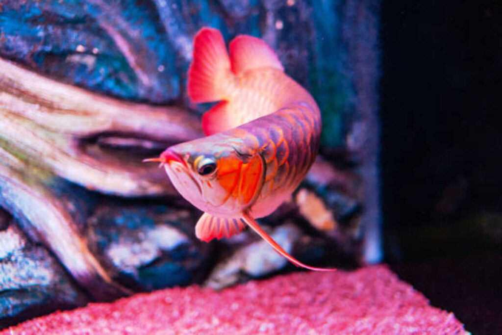 Arowana Fish Price and Availability Guide