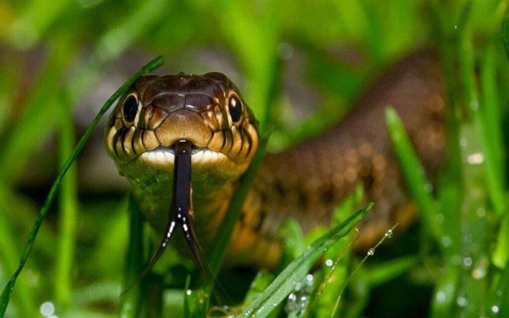 Guide to Buying Texas Indigo Snakes