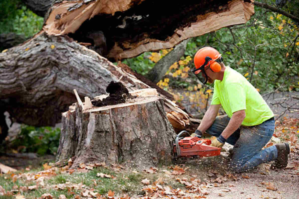 Tree Services Canberra