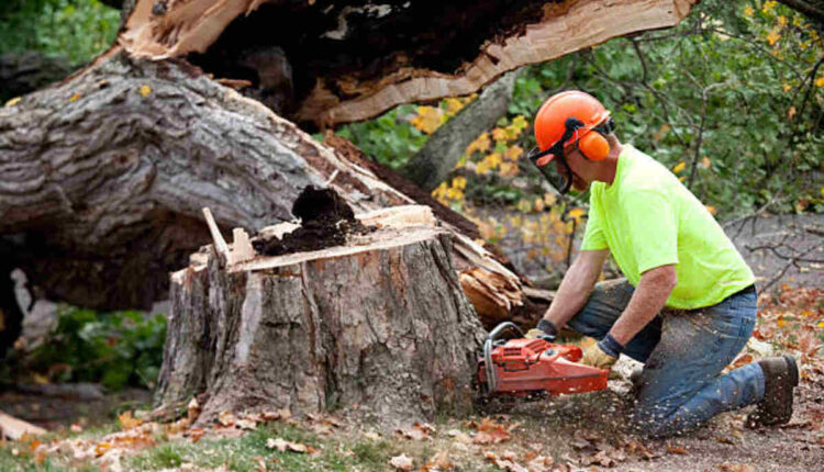 Tree Services Canberra