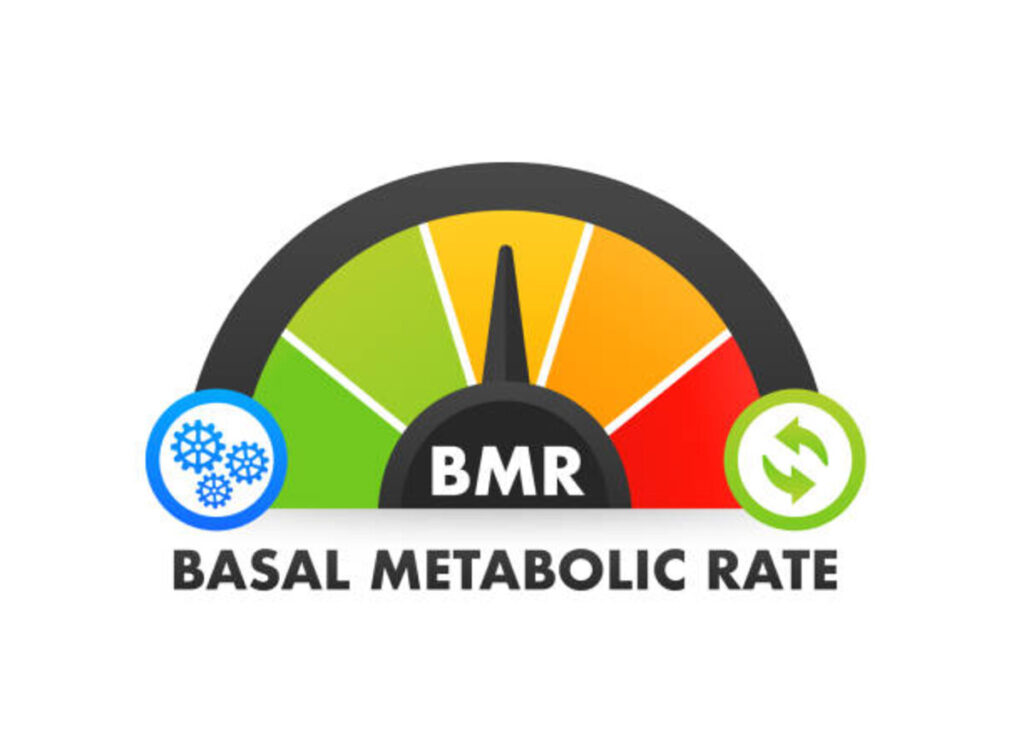 BMR Calculator